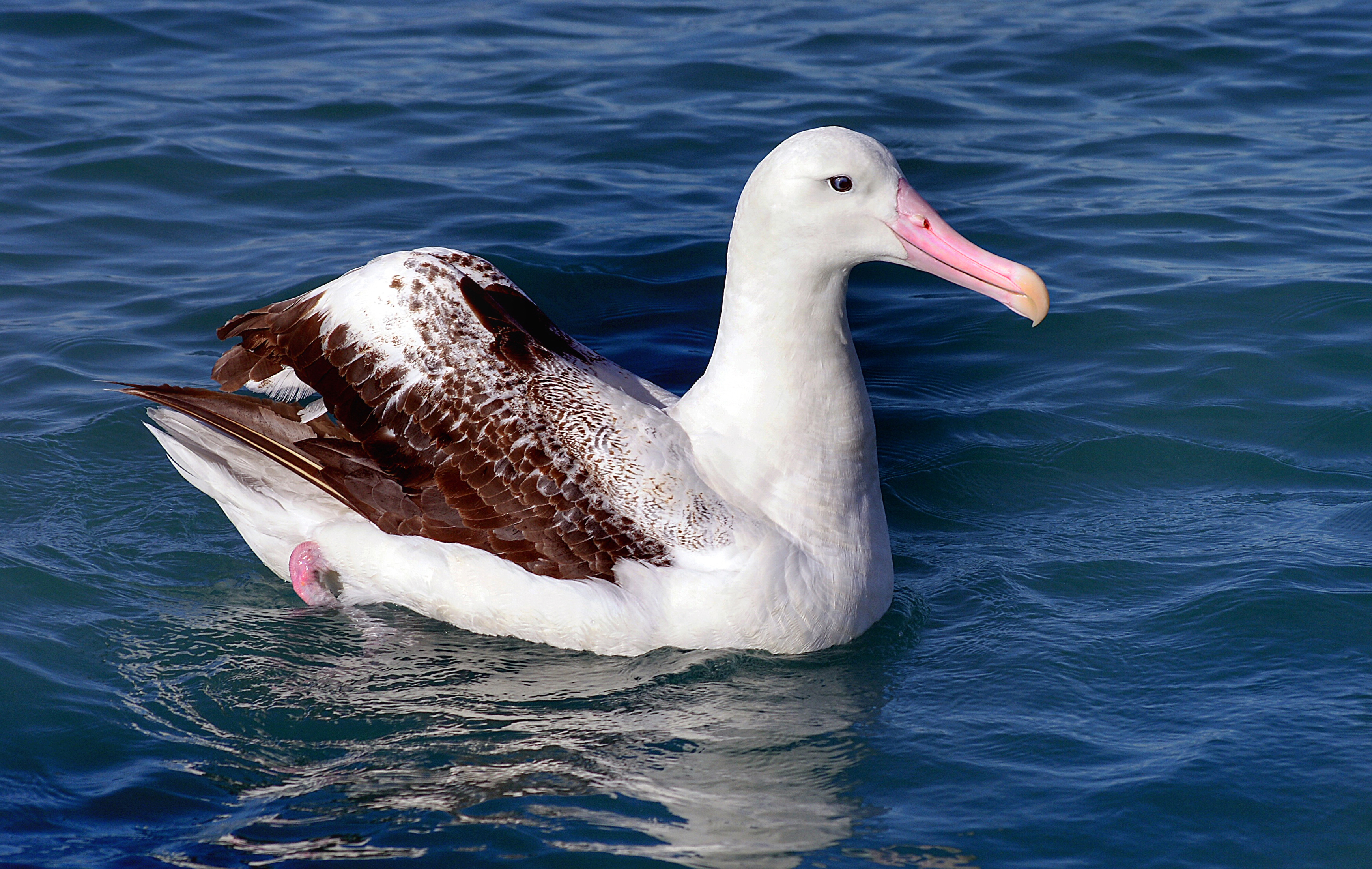 Meet the wandering albatross