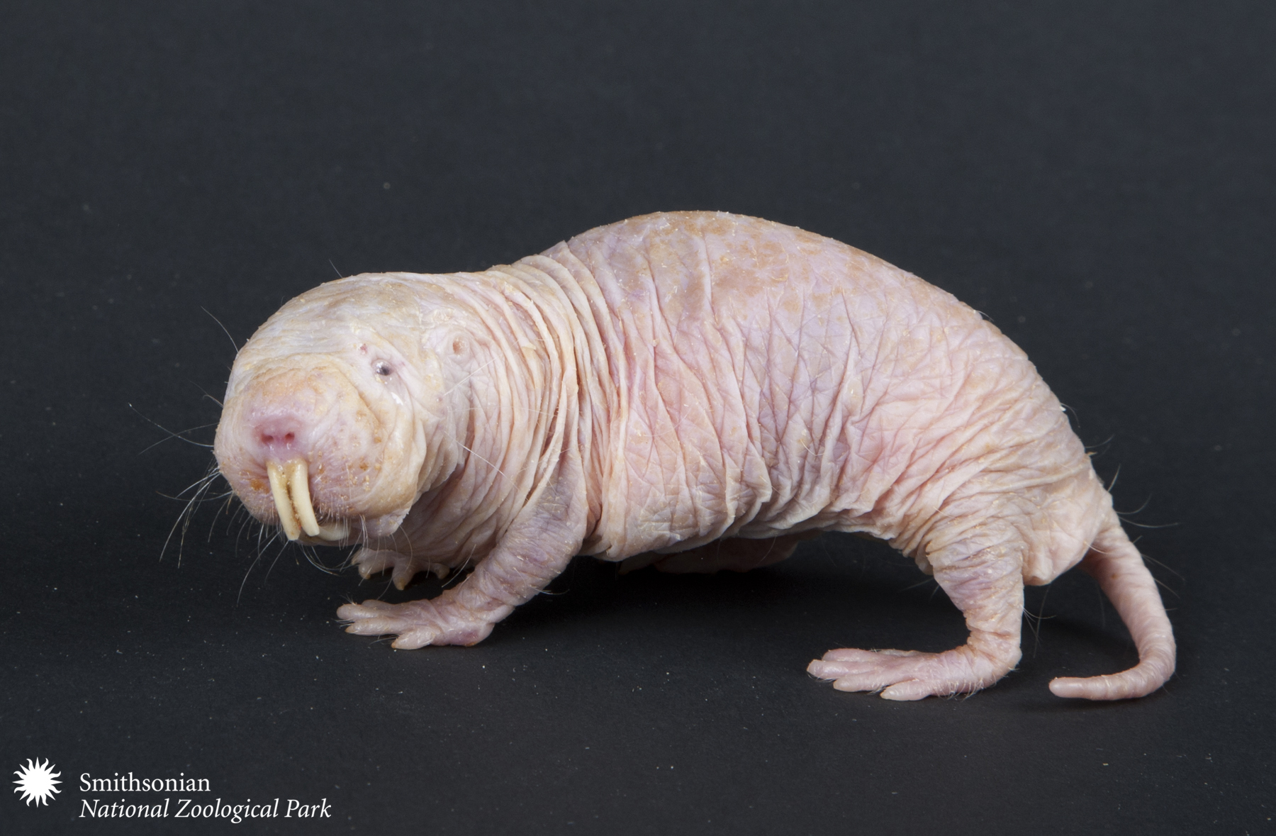 Meet the naked mole-rat