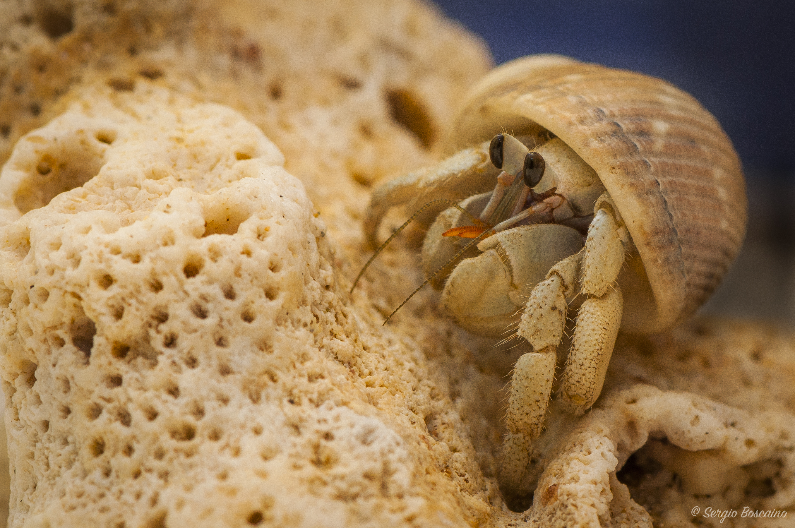 Meet the hermit crab