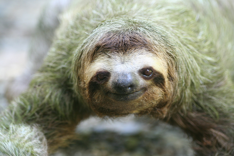 Meet the sloth