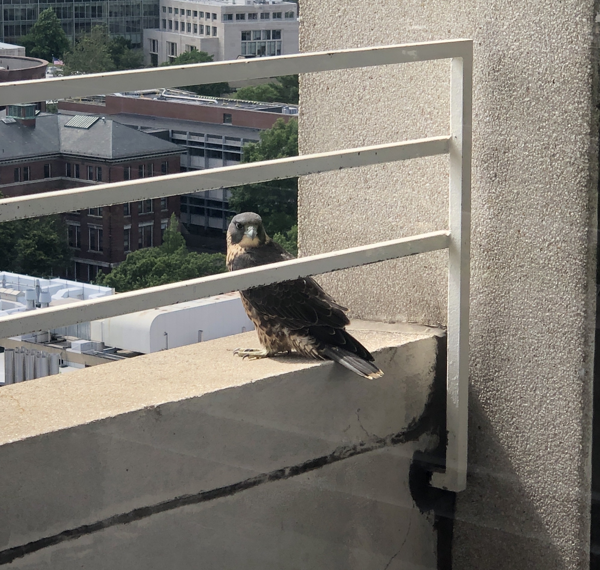 Meet the peregrine falcon