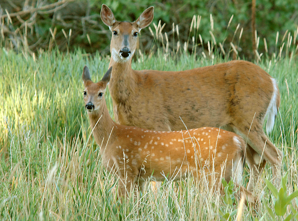 Meet the white-tailed deer