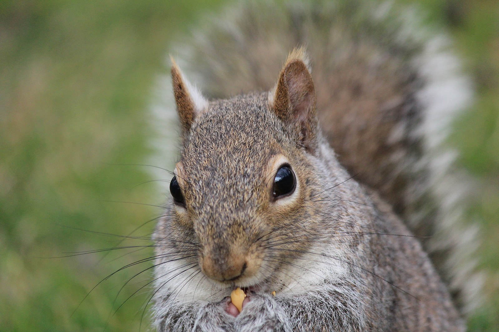Meet the Eastern gray squirrel