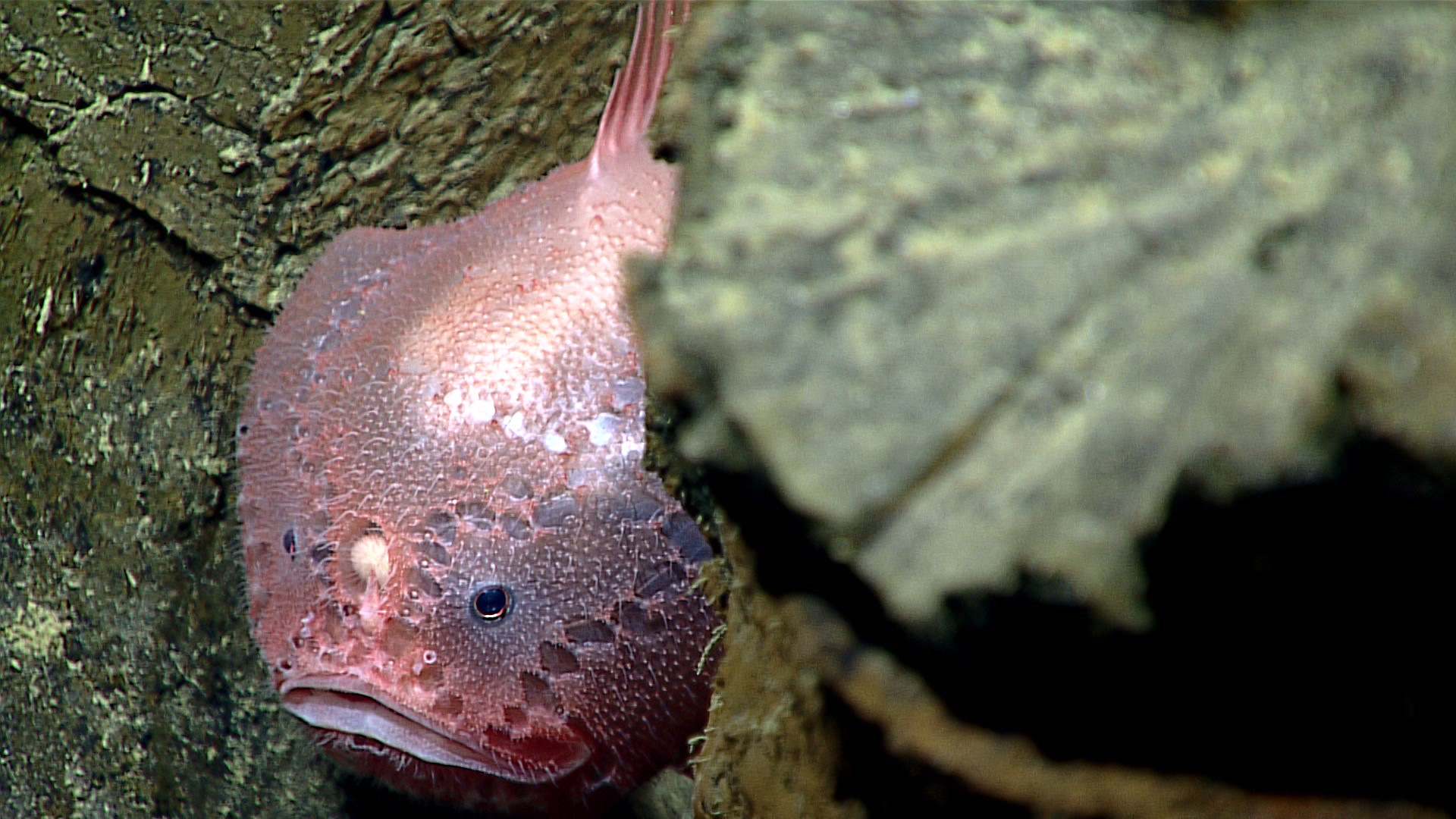 Meet the deep-sea anglerfish