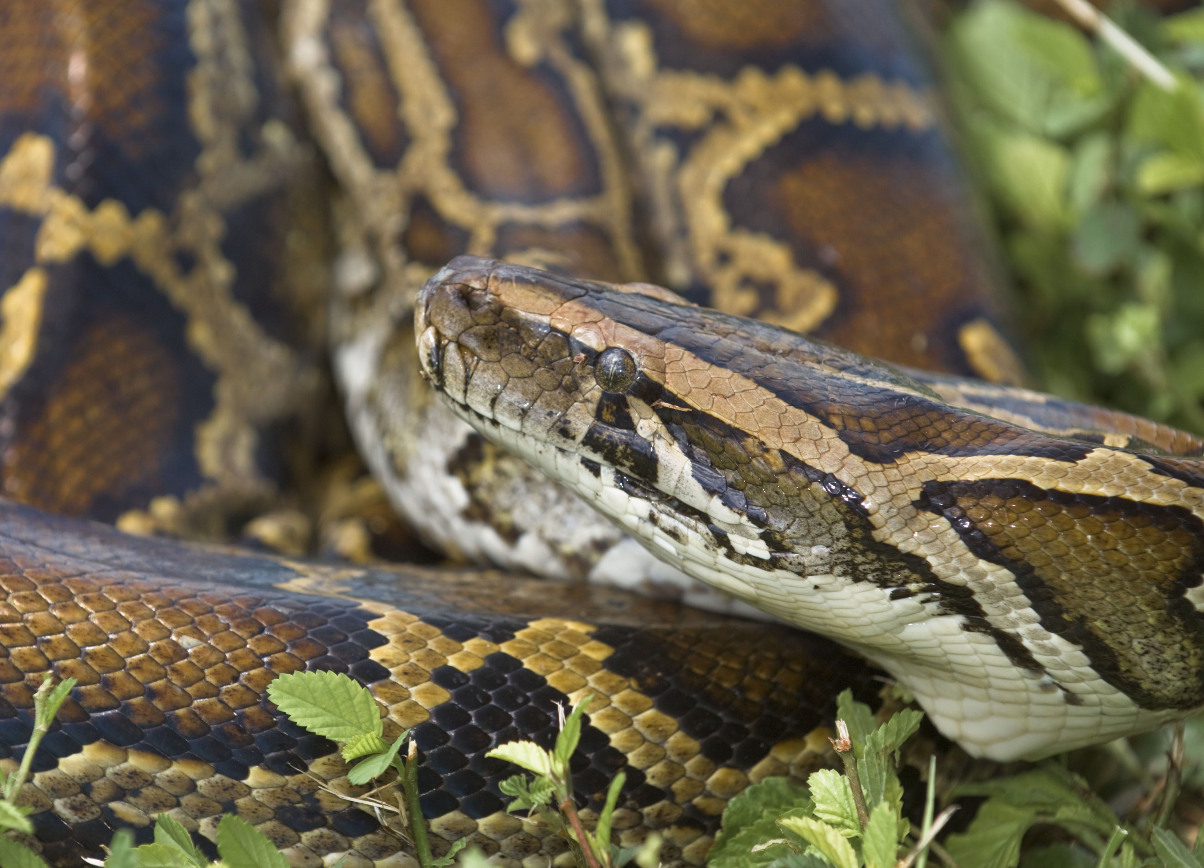 Meet the python