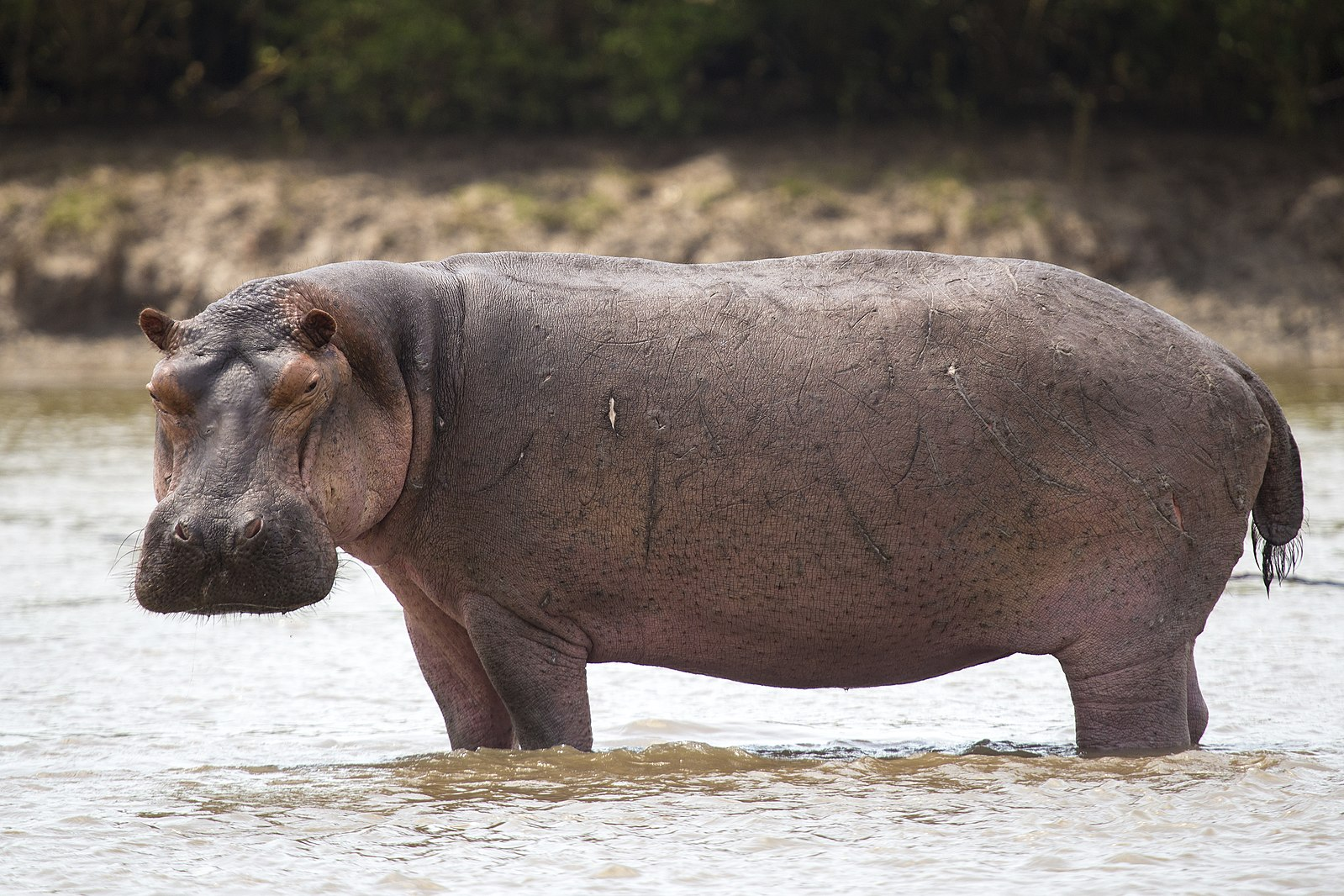Meet the common hippopotamus