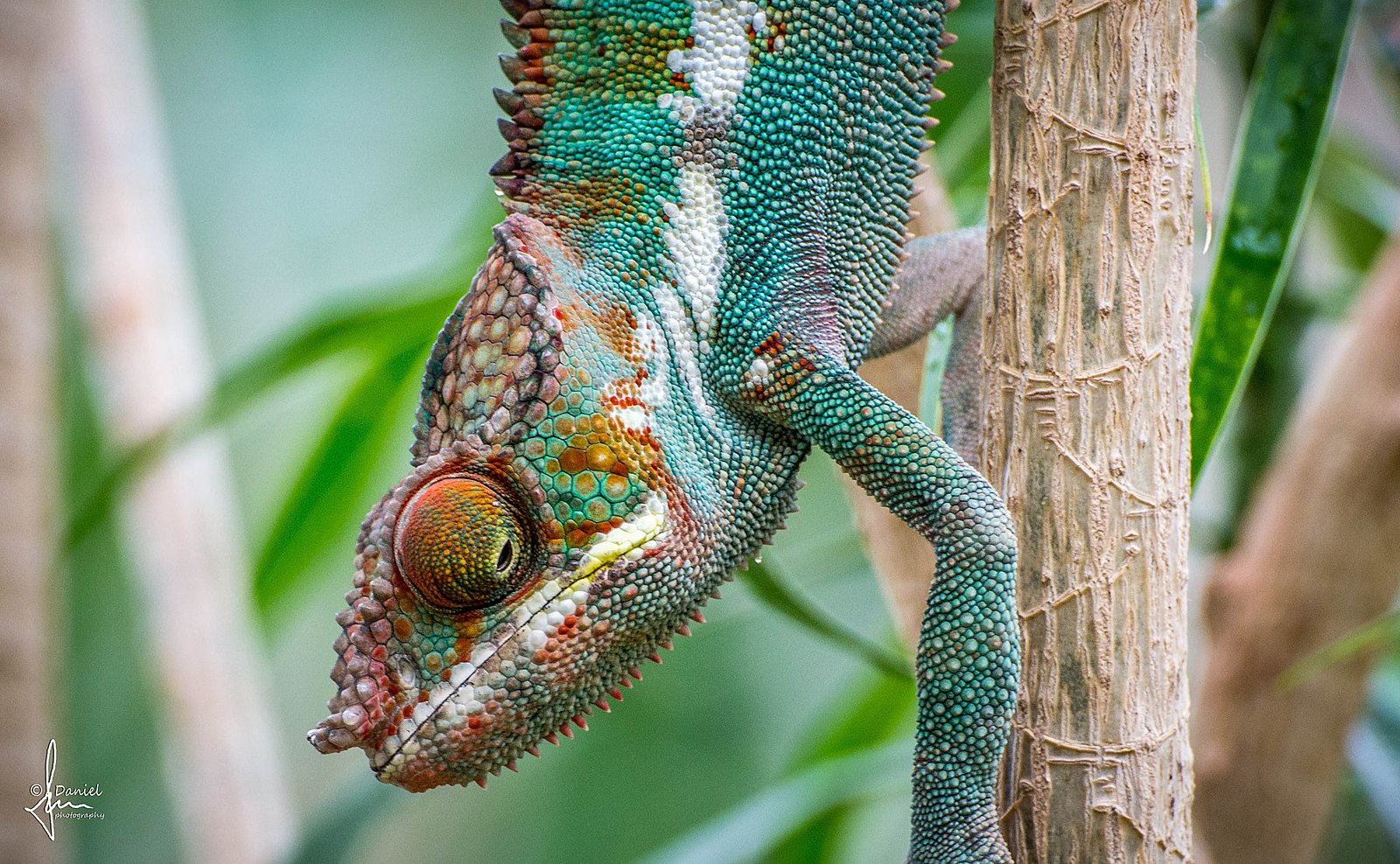 Meet the chameleon